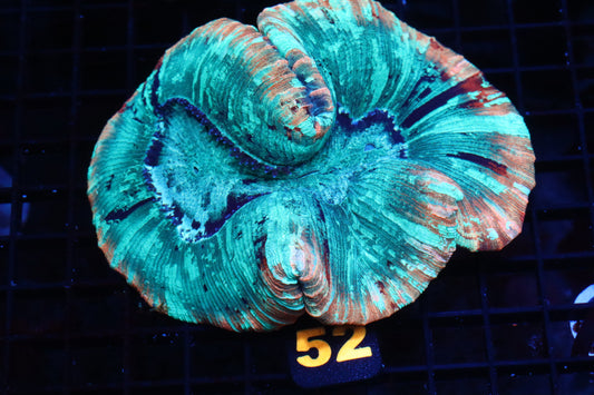 Rainbow Trachy #52