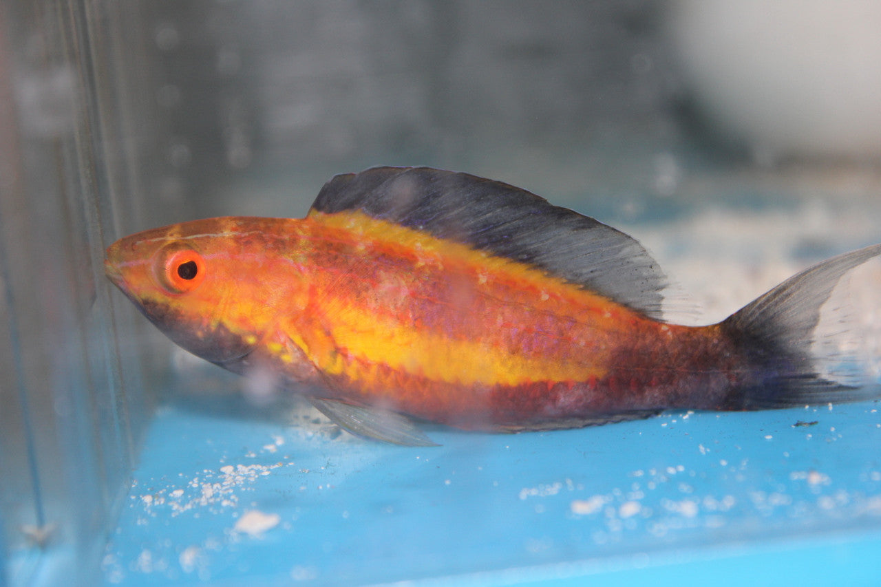 Crescent Tail (Lunate) Fairy Wrasse | cirrhilabrus Lunatus