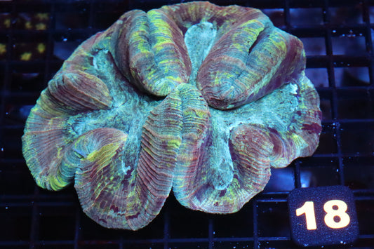 Electric Stripe Trachy #18