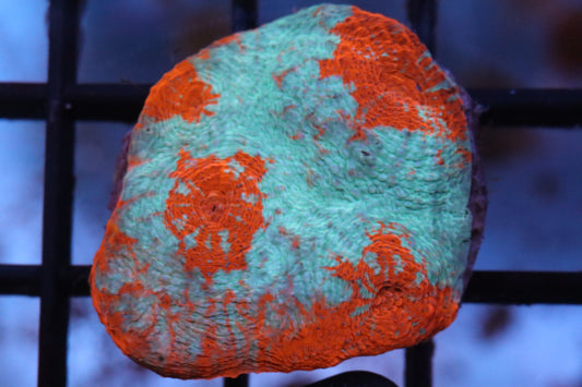 Minty Red Chalice (49)