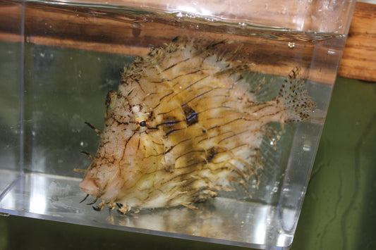 Prickly Filefish | Chaetodermis Penicilligerus (4")