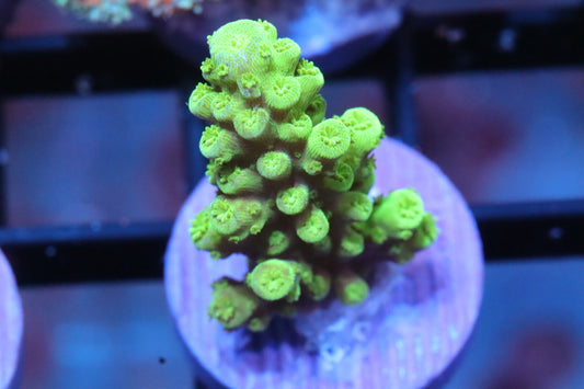 Toxic Green Acro