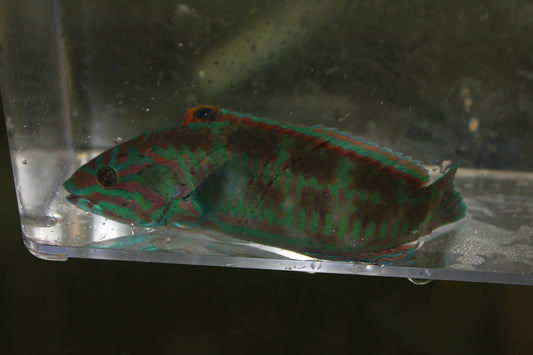 Surge Wrasse-4" male