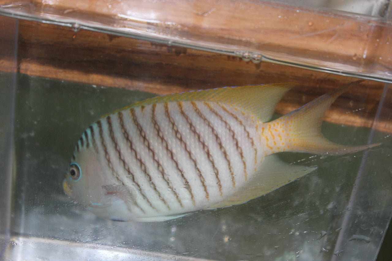 Zebra Swallowtail Angelfish (Male)-4-5”