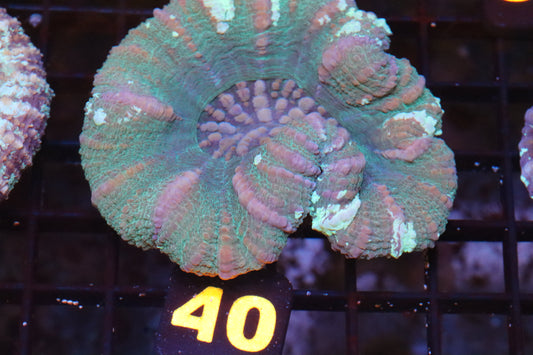 Ultra Pink & Green Scolymia