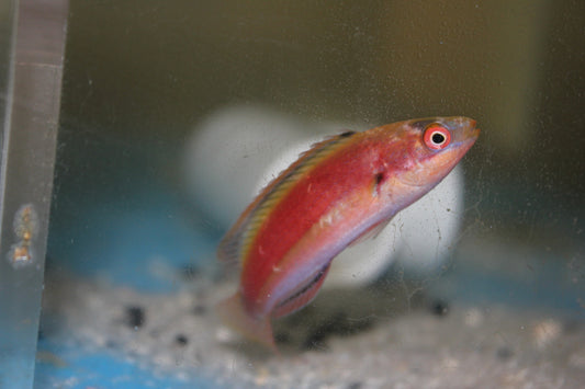 Katherine's Fairy Wrasse-Female