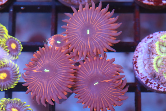 Purple People Eater Zoa