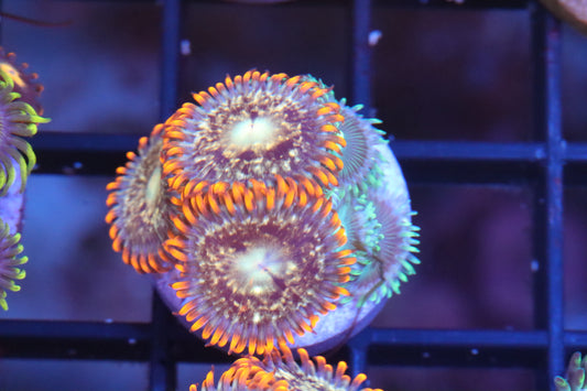 Orange Splatter w/ Green Zoa Mix