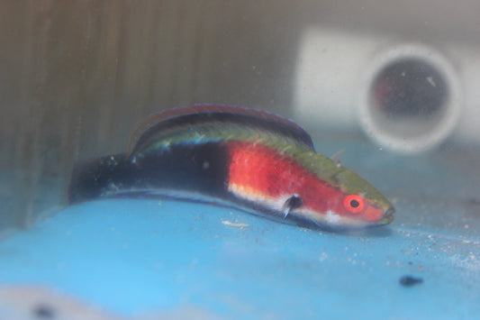 Katherine's Fairy Wrasse-PAIR