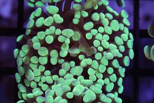 Neon Green Hammer (58)