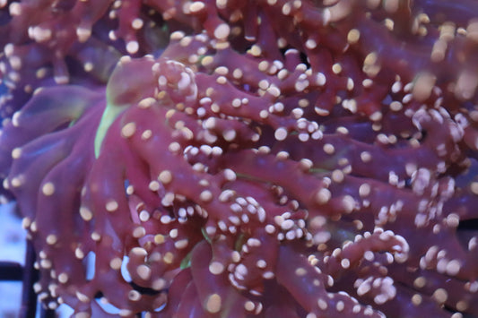 Frogspawn Colour Frogspawn – NYAquatic