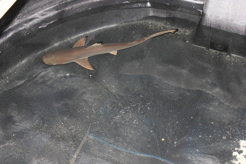 Black Tip Reef Shark (20-22")