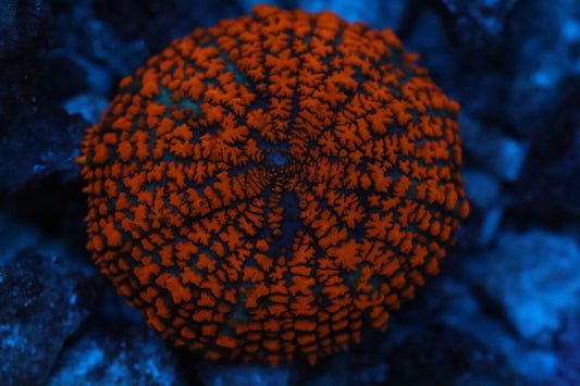 Red Mushroom