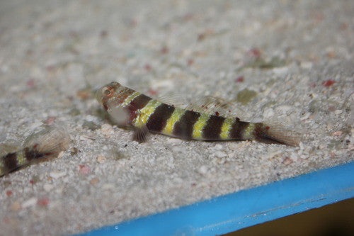 Banded (Bullet) Goby-Tiny (1-2")
