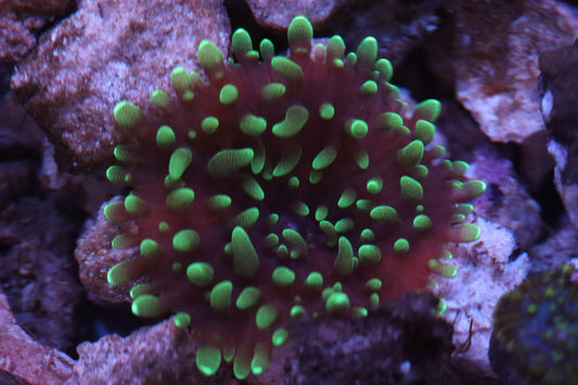 Kryptonite Mushroom