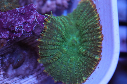 Rodactus Mushroom