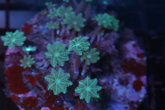 Green Clove Colony