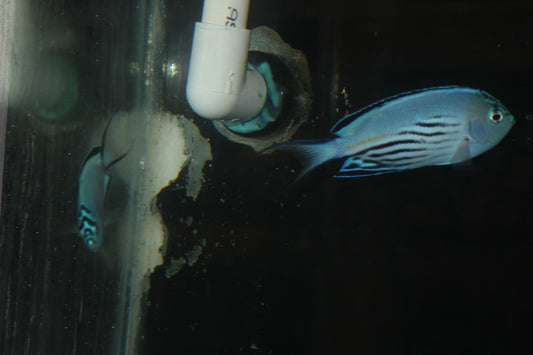 Watanabei Angelfish (Genicanthus watanabei)-PAIR (5" male, 3" female)