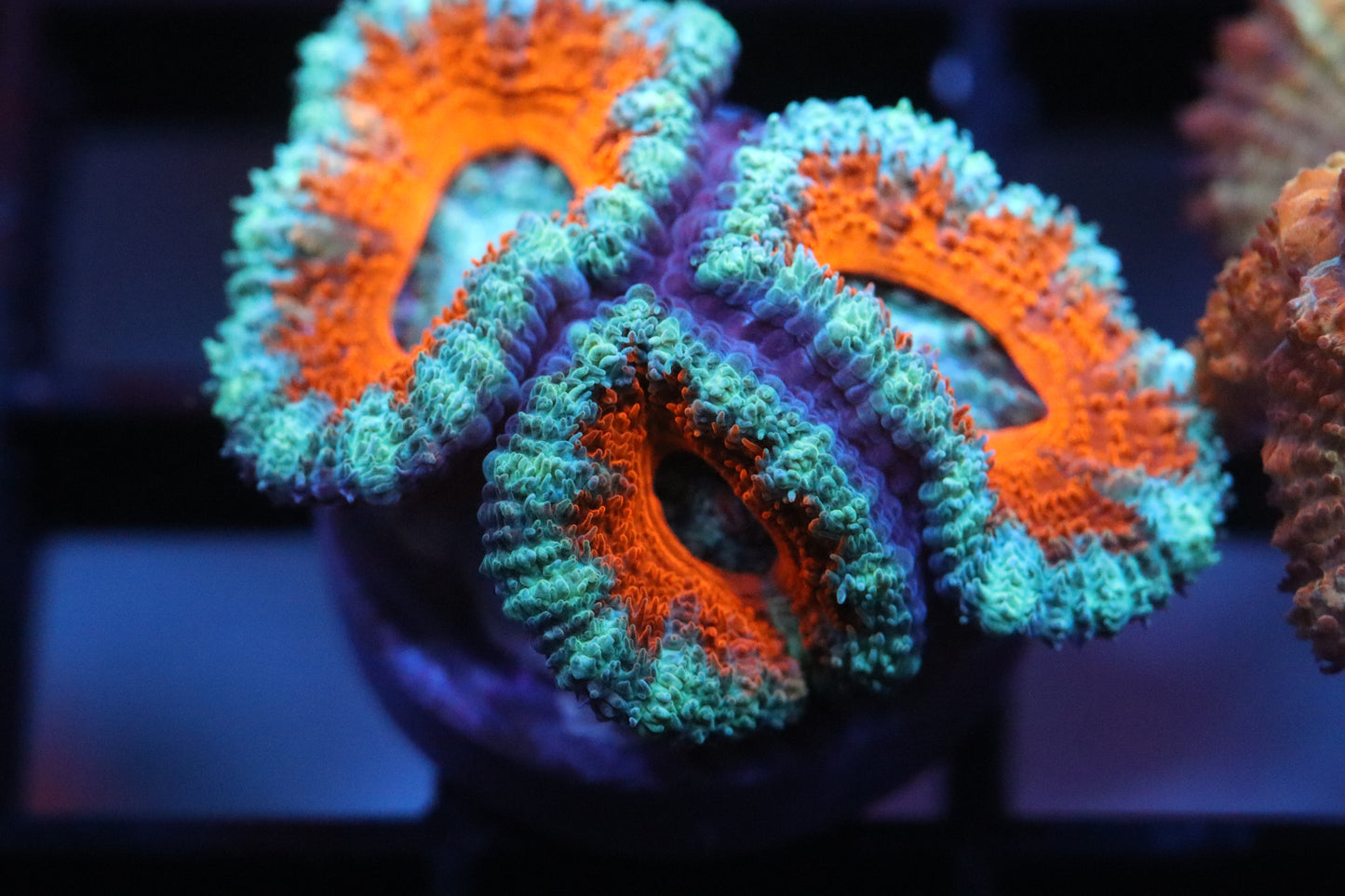 Red w/ Blue Micromussa (75)