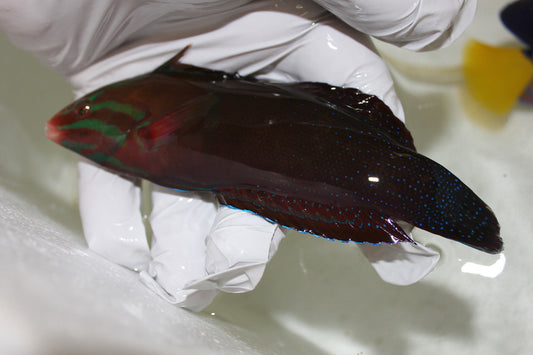 Red Sea Cuvier's Coris Wrasse (4-5")
