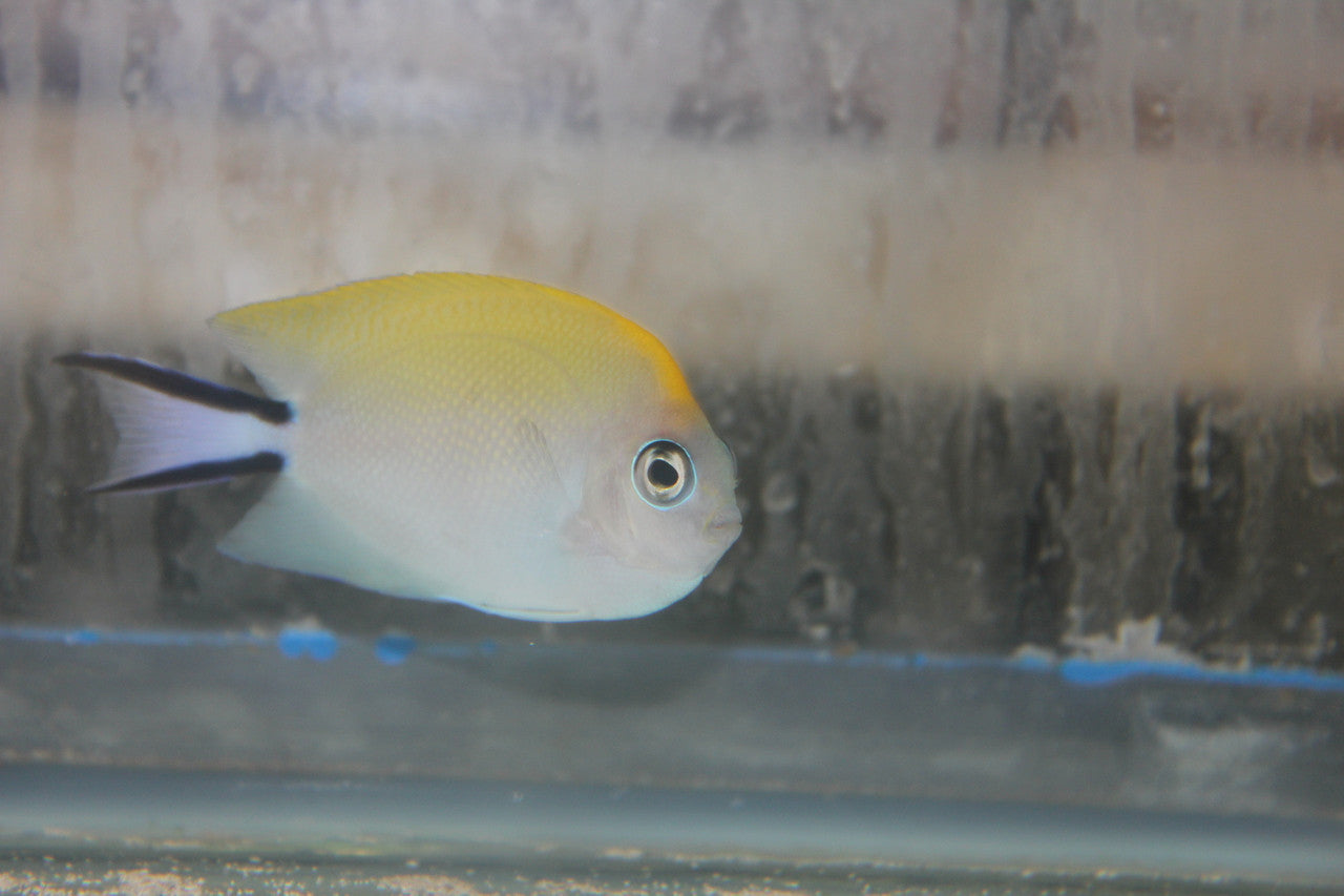 Swallowtail Angelfish (Female)