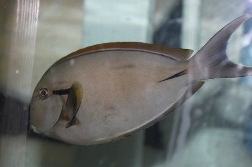 Black Shoulder Tang-8-9”