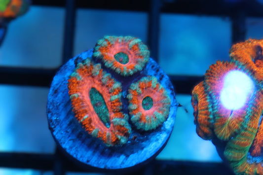 Orange Mint Micromussa