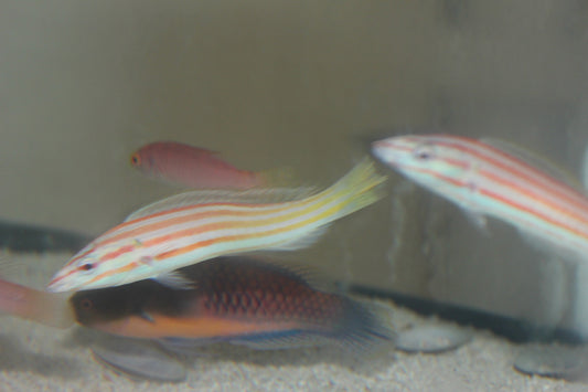 Cigar Wrasse (3-4") | Hologymnosus rhodonotus