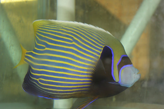 Imperator Angelfish XL (7-8")-Kenya,