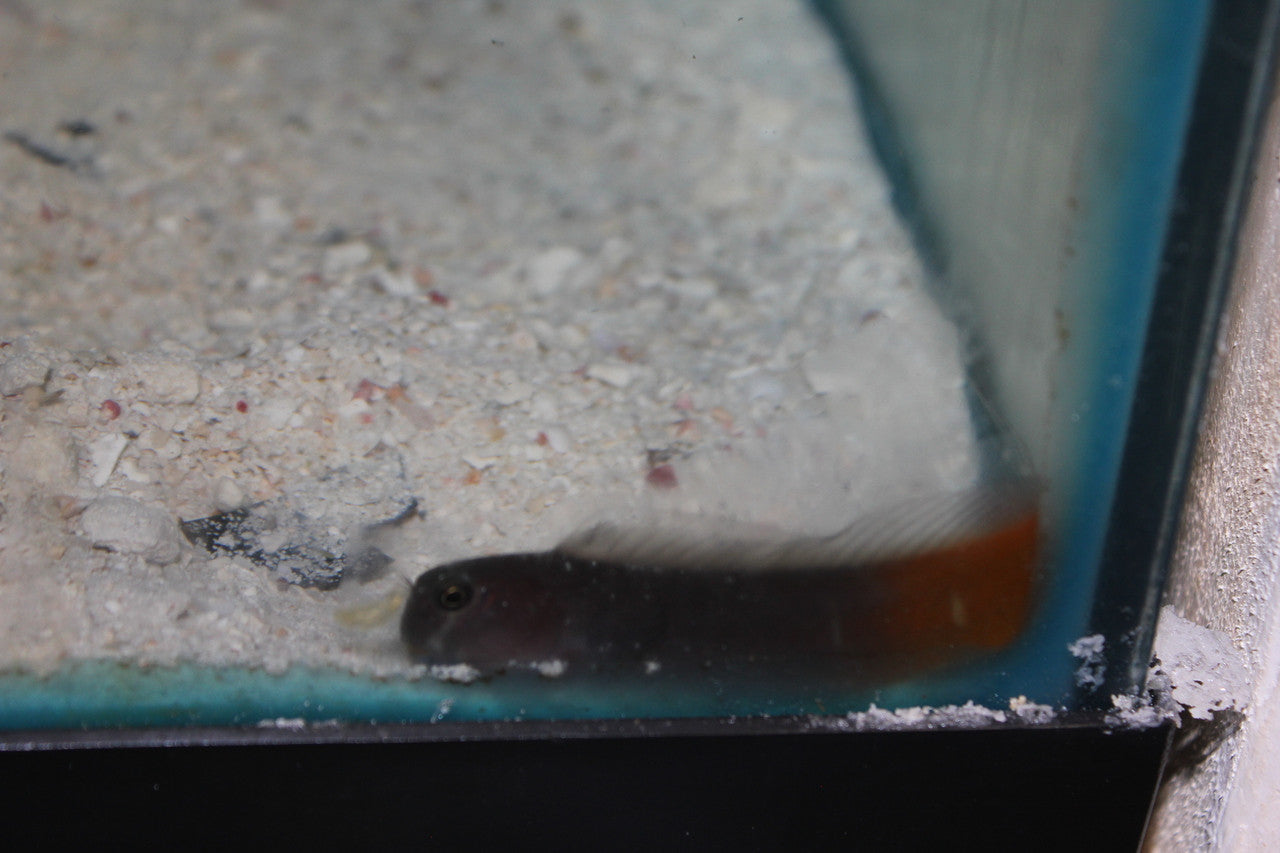 Bicolor Blenny
