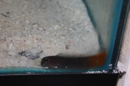 Bicolor Blenny