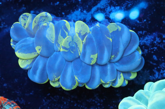 Discord Splatter Bubble Coral