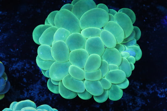 Discord Neon Bubble Coral 1