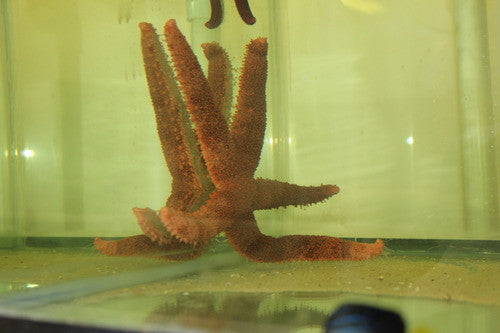 Fisher's Starfish