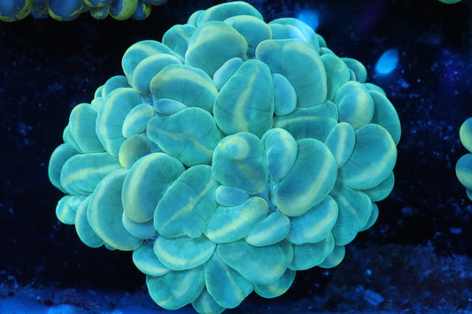 Discord Neon Bubble Coral 2