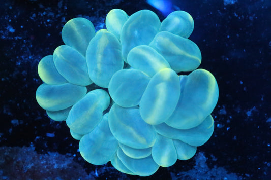 Discord Neon Bubble Coral 3