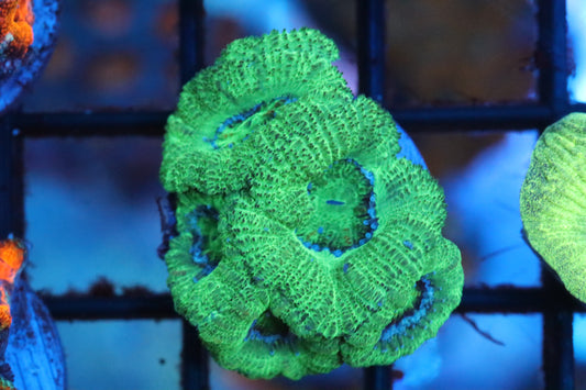 Kryptonite Micromussa (16)