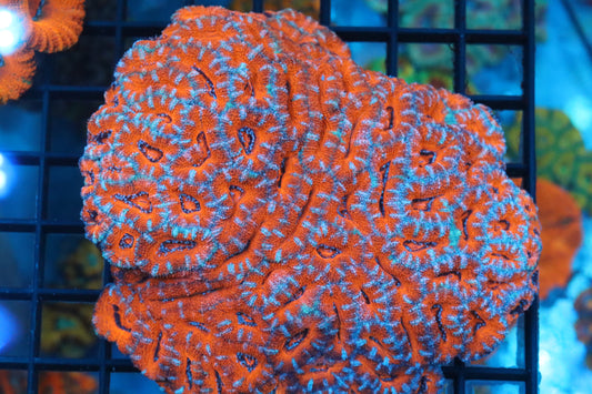 Micromussa Lord Colony (C)