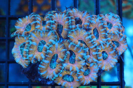 Micromussa Lord Mini Colony (E)