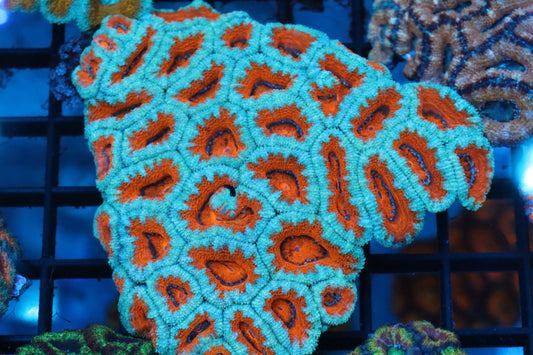 Micromussa Lord Colony (A)