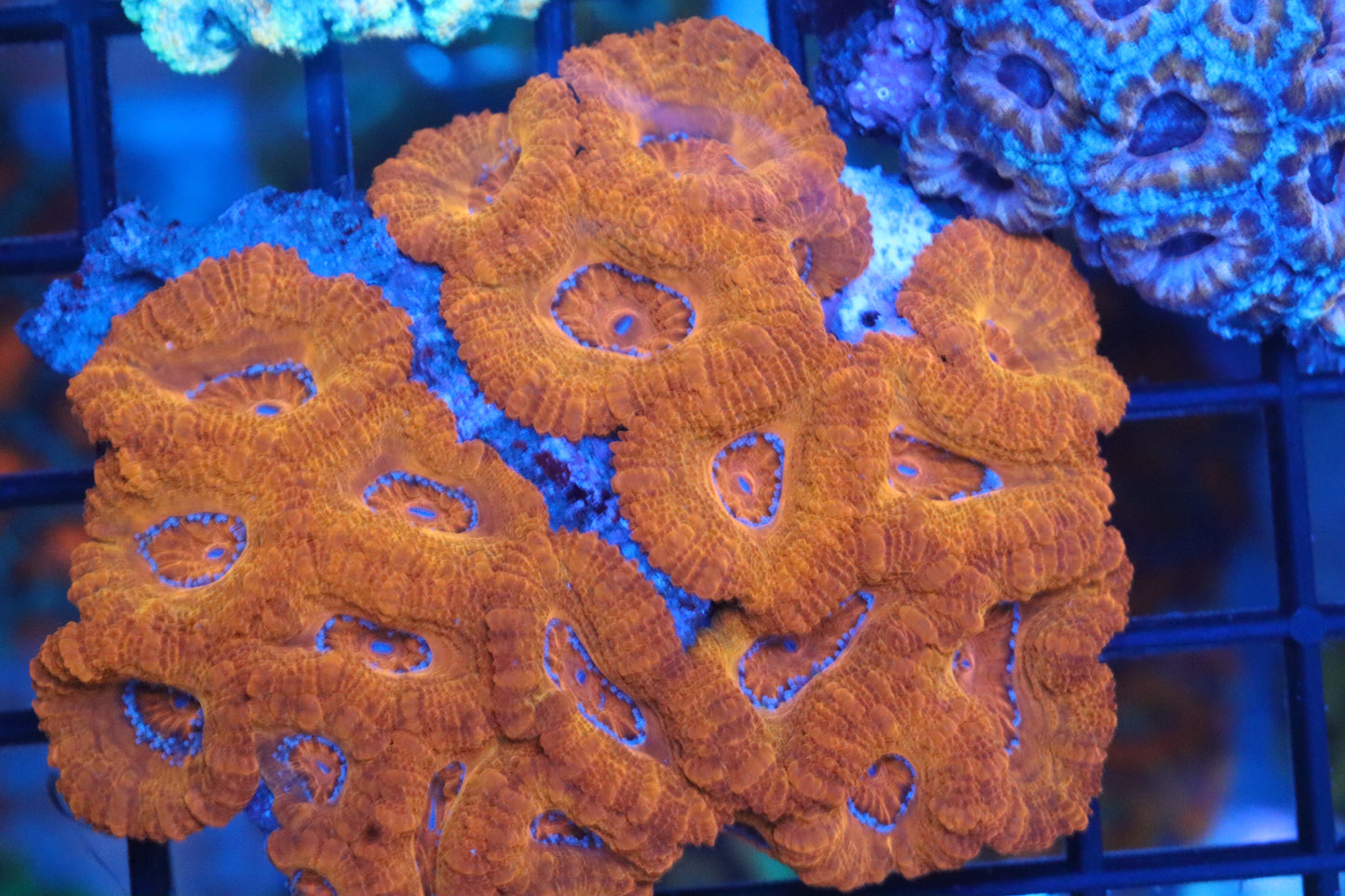 Micromussa Lord Colony (D)