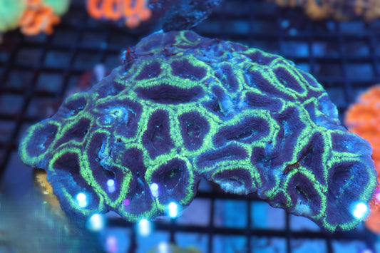 Acan Bowerbanki Colony
