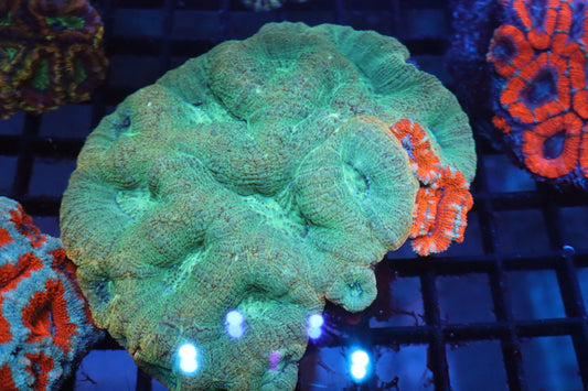 Acan Bowerbanki Colony 2