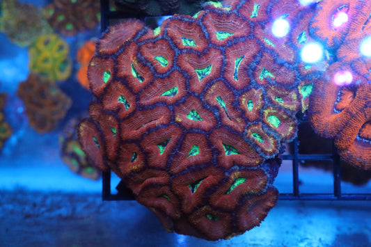 Micromussa Lord Colony (B)