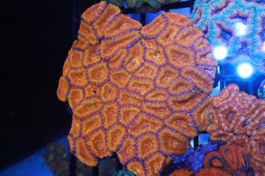 Micromussa Lord Colony