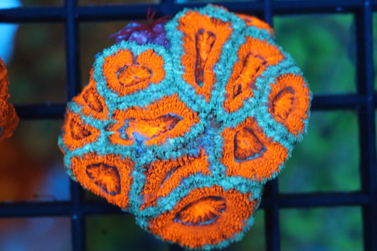 Micromussa Lord Mini Colony (G)