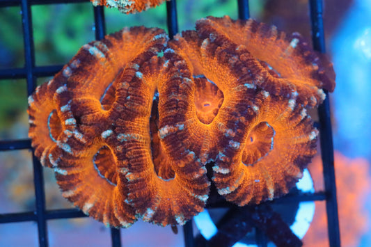 Ruby Red Micromussa Lord Mini Colony (F)