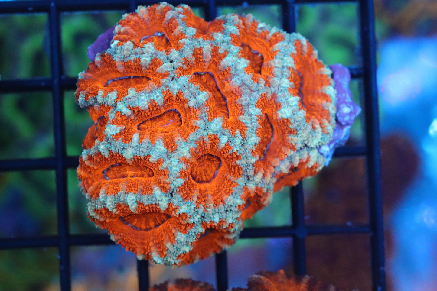 Micromussa Lord Mini Colony (H)