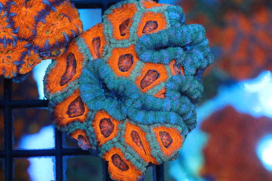 Micromussa Lord Mini Colony Double (J)