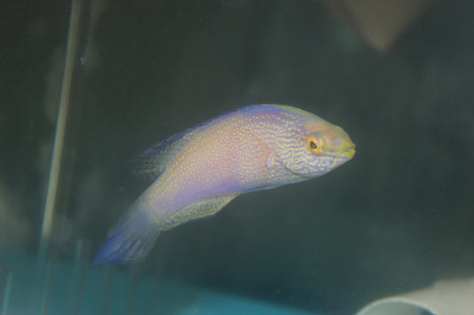 Rhomboid Fairy Wrasse-4”  Supermale